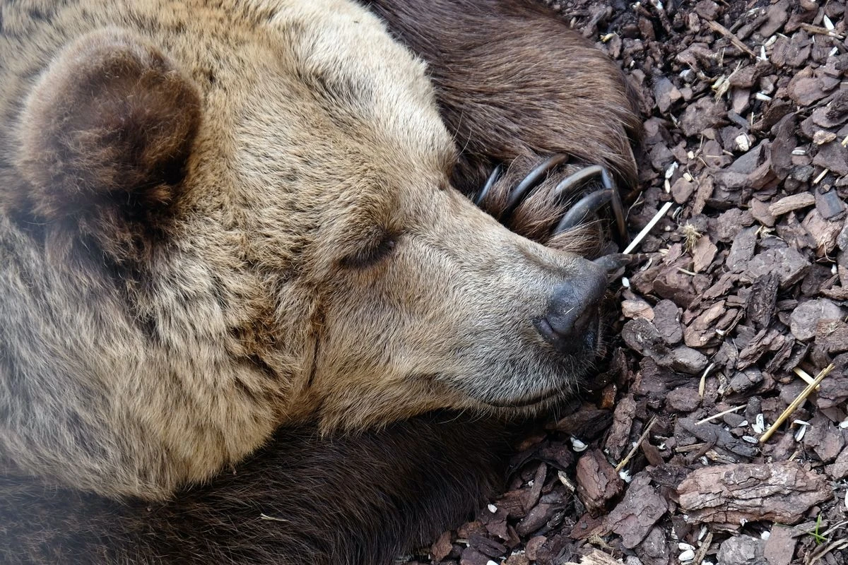 Bear Market du marché crypto : comprendre et analyser